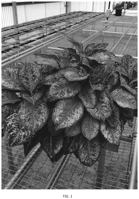 Figure 1 of US plant patent PP33645, the photograph of OSVAG2 printed in the patent.