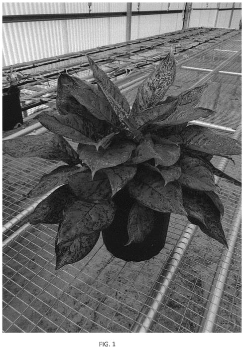 Figure 1 of US plant patent PP33646, the photograph of OSVAGI printed in the patent.