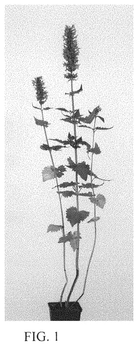 Figure 1 of US plant patent PP33647, the photograph of Danish Delight printed in the patent.