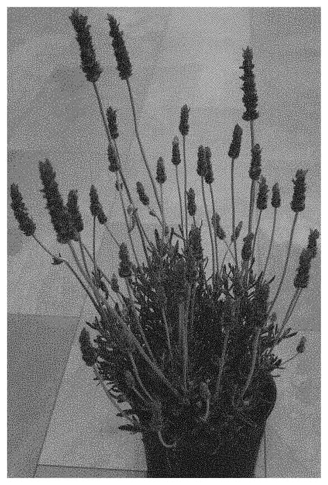 Figure 1 of US plant patent PP33648, the photograph of Dolavimp printed in the patent.