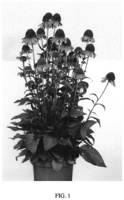 Figure 1 of US plant patent PP33649, the photograph of CARROT489 printed in the patent.