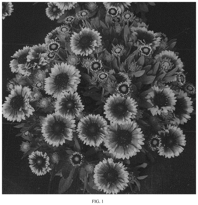 Figure 1 of US plant patent PP33650, the photograph of Sunset Halo printed in the patent.