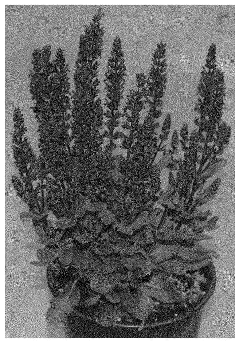 Figure 1 of US plant patent PP33651, the photograph of DOSALMIPU printed in the patent.