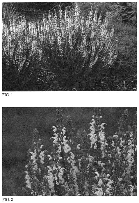 Figure 1 of US plant patent PP33652, the photograph of White Profusion printed in the patent.