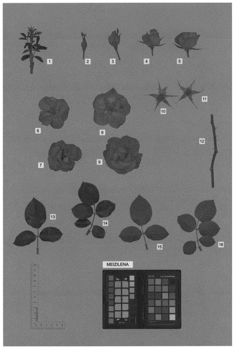 Figure 1 of US plant patent PP33653, the photograph of MEIZILENA printed in the patent.