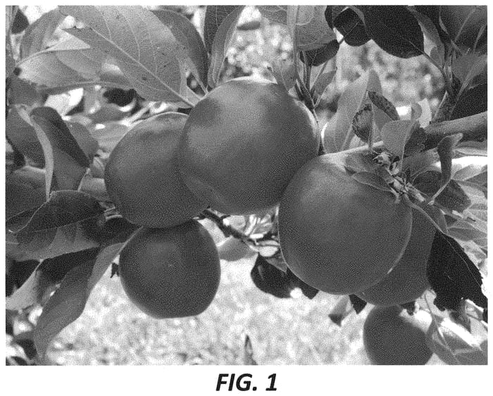 Figure 1 of US plant patent PP33654, the photograph of PremA093 printed in the patent.