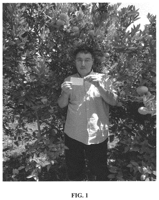 Figure 1 of US plant patent PP33655, the photograph of Star Cott 3 printed in the patent.