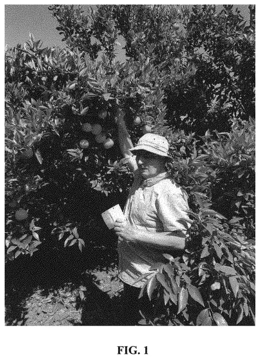 Figure 1 of US plant patent PP33656, the photograph of Sweet Cott 3 printed in the patent.