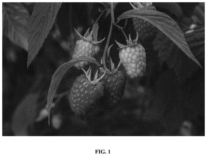 Figure 1 of US plant patent PP33657, the photograph of Glen Mor printed in the patent.