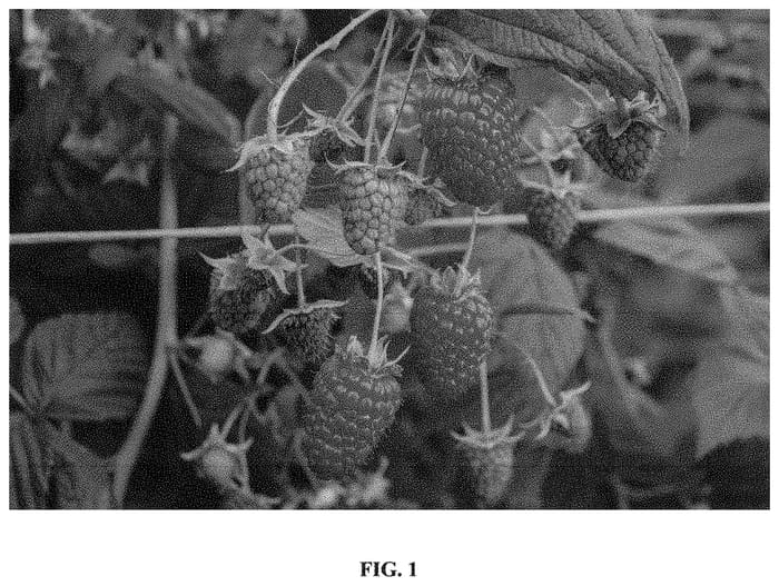 Figure 1 of US plant patent PP33658, the photograph of Skye printed in the patent.