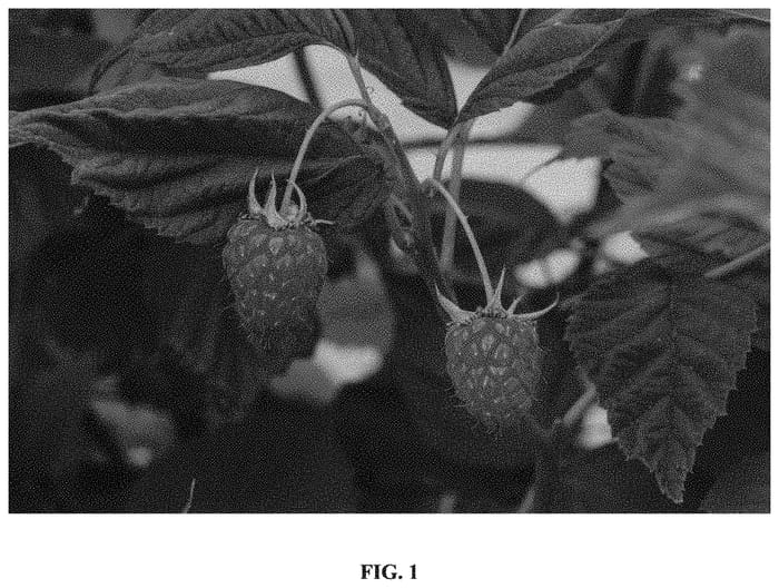 Figure 1 of US plant patent PP33659, the photograph of Bonnie Lewis printed in the patent.
