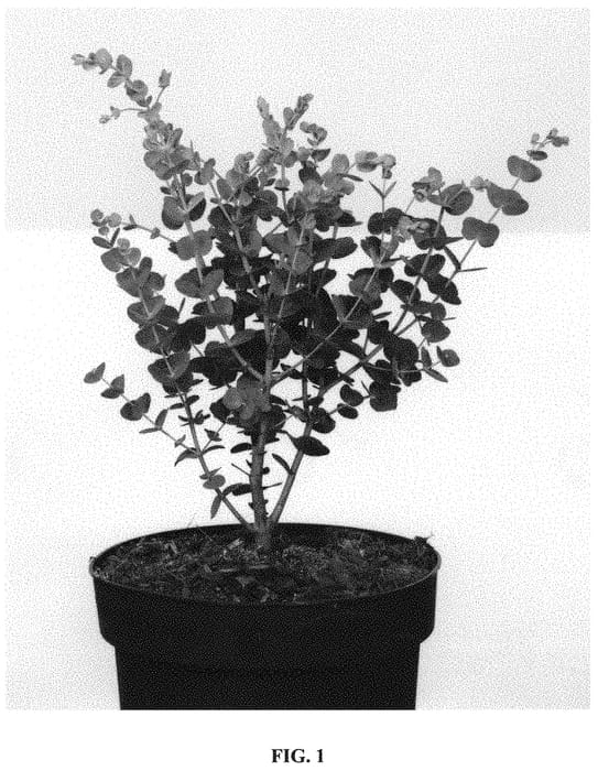 Figure 1 of US plant patent PP33660, the photograph of Eumin106 printed in the patent.