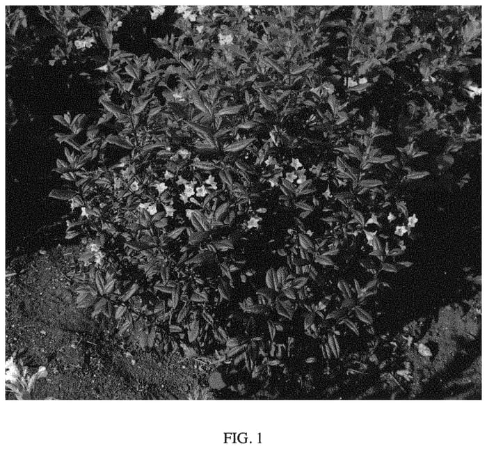 Figure 1 of US plant patent PP33661, the photograph of TVP1 printed in the patent.