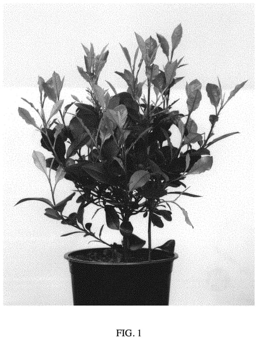 Figure 1 of US plant patent PP33662, the photograph of Little Fenna printed in the patent.