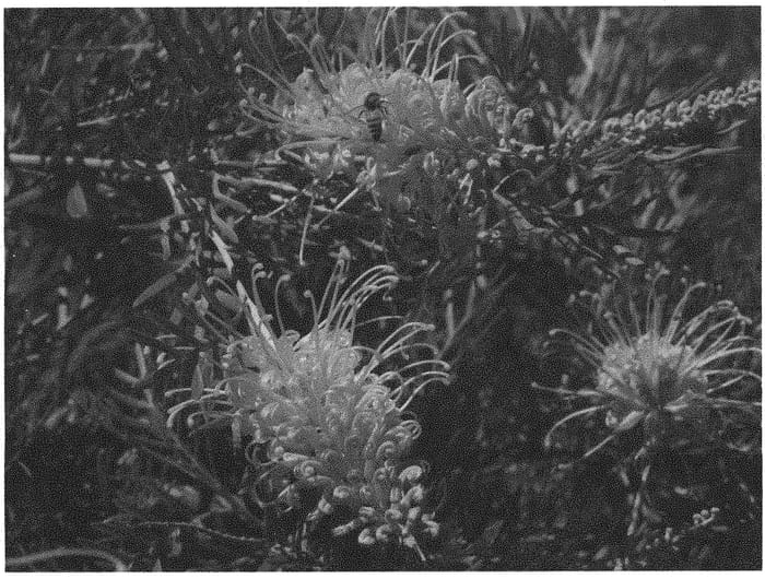 Figure 1 of US plant patent PP33663, the photograph of GR85 printed in the patent.