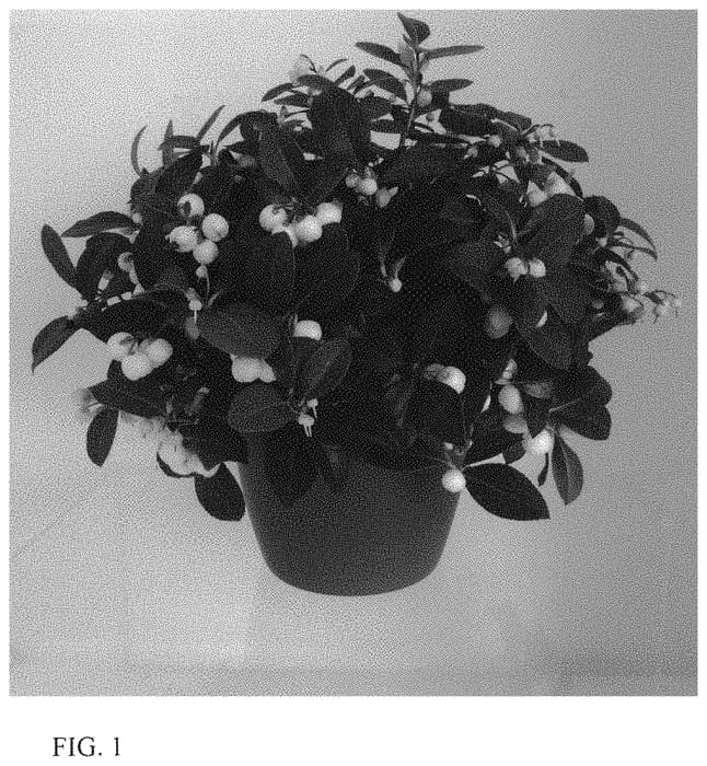Figure 1 of US plant patent PP33664, the photograph of GSW1600201 printed in the patent.