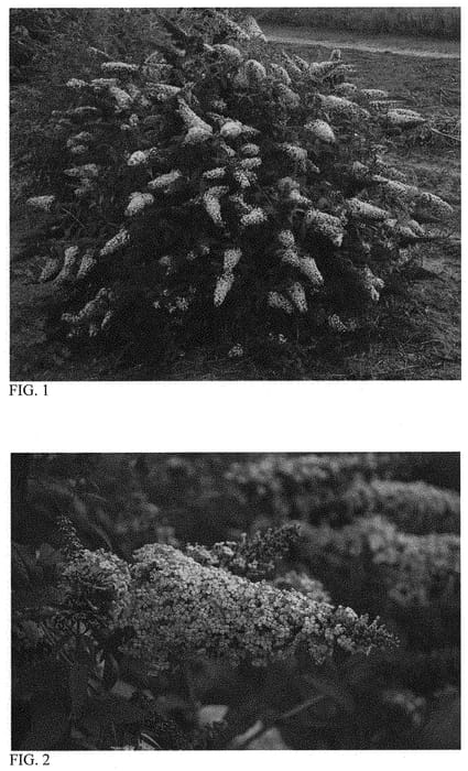 Figure 1 of US plant patent PP33665, the photograph of Princess Pink printed in the patent.
