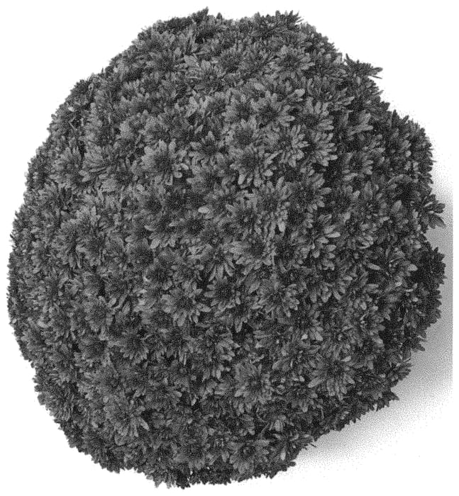 Figure 1 of US plant patent PP33666, the photograph of G22MAG13BR printed in the patent.