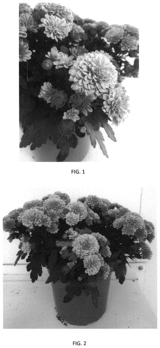 Figure 1 of US plant patent PP33667, the photograph of CIFZ0088 printed in the patent.