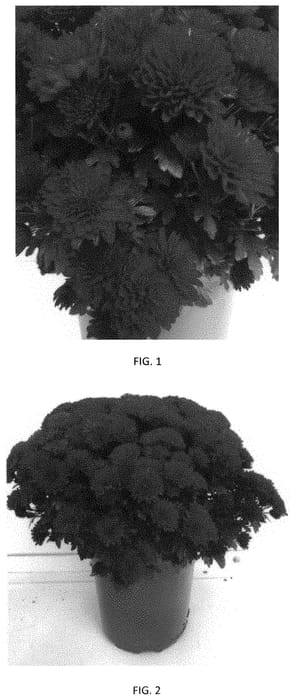 Figure 1 of US plant patent PP33668, the photograph of CIFZ0081 printed in the patent.