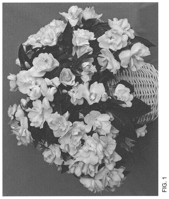 Figure 1 of US plant patent PP33669, the photograph of Dongwiroblupi 20 printed in the patent.