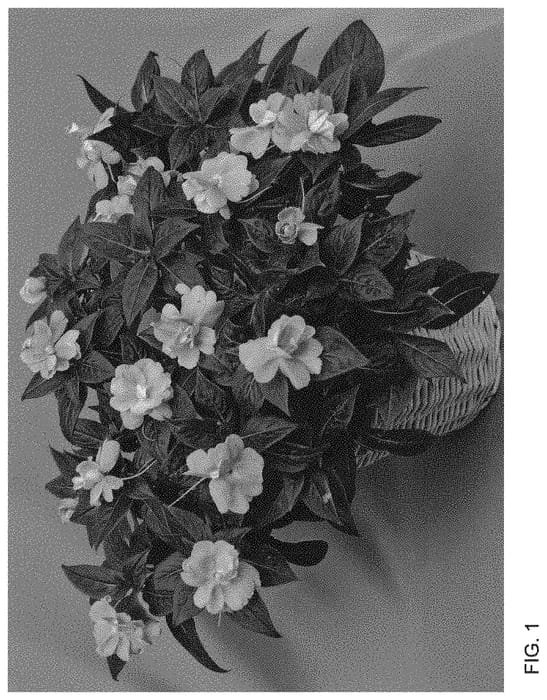 Figure 1 of US plant patent PP33670, the photograph of Dongiwirola printed in the patent.