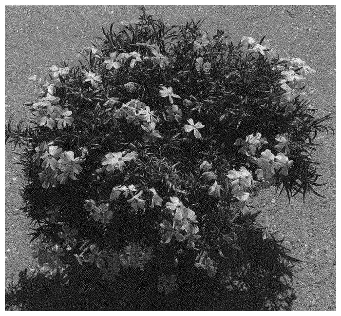 Figure 1 of US plant patent PP33671, the photograph of Dophlospribl printed in the patent.