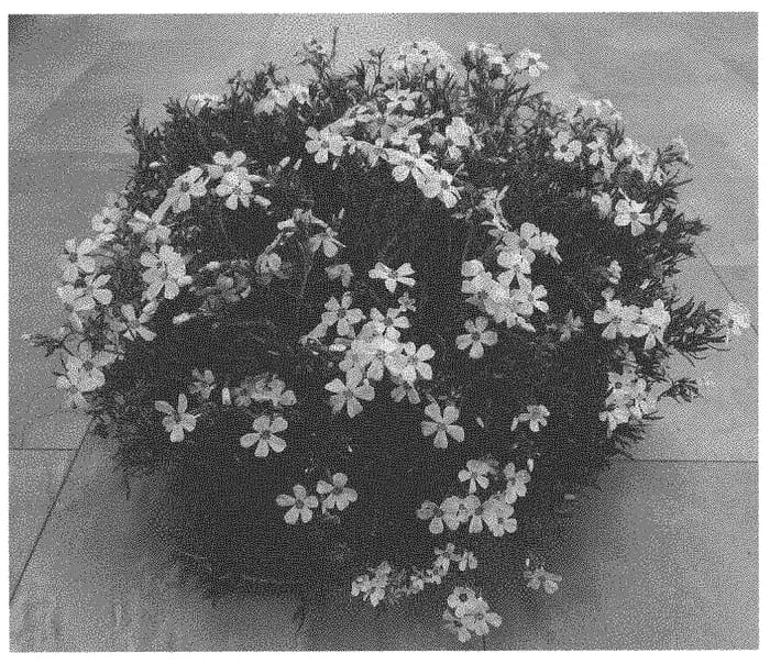 Figure 1 of US plant patent PP33672, the photograph of Dophlospripidae printed in the patent.