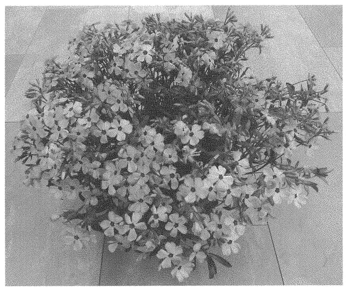 Figure 1 of US plant patent PP33673, the photograph of Dophloworo printed in the patent.
