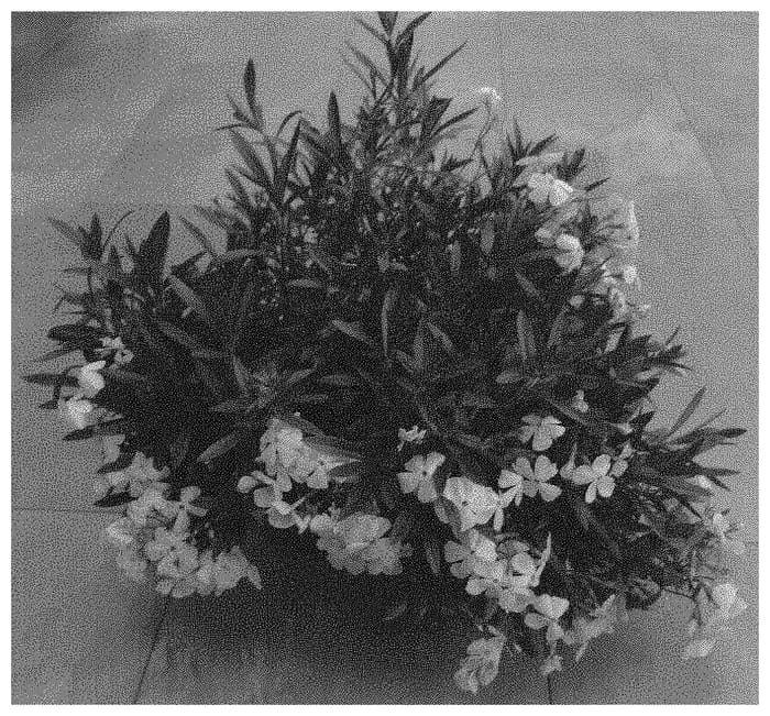 Figure 1 of US plant patent PP33674, the photograph of Dophlowoli printed in the patent.