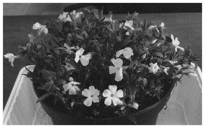 Figure 1 of US plant patent PP33675, the photograph of Dophlowowhi printed in the patent.