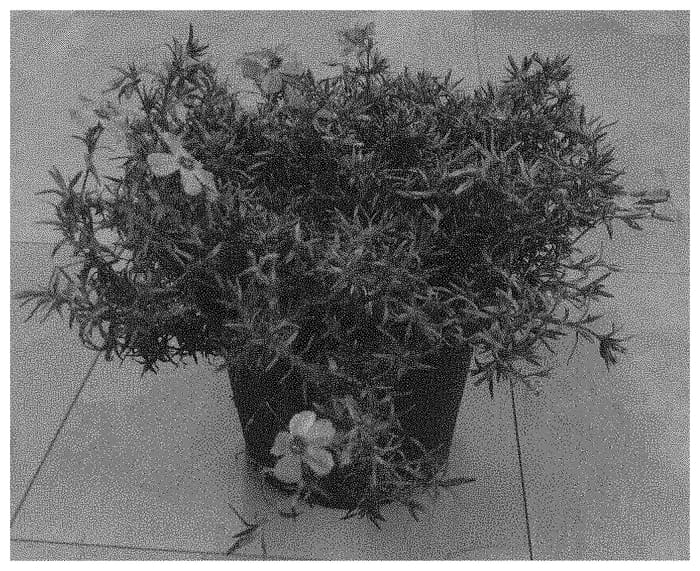 Figure 1 of US plant patent PP33676, the photograph of Dophlospripi printed in the patent.