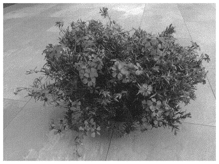Figure 1 of US plant patent PP33677, the photograph of Dophlosprisca printed in the patent.