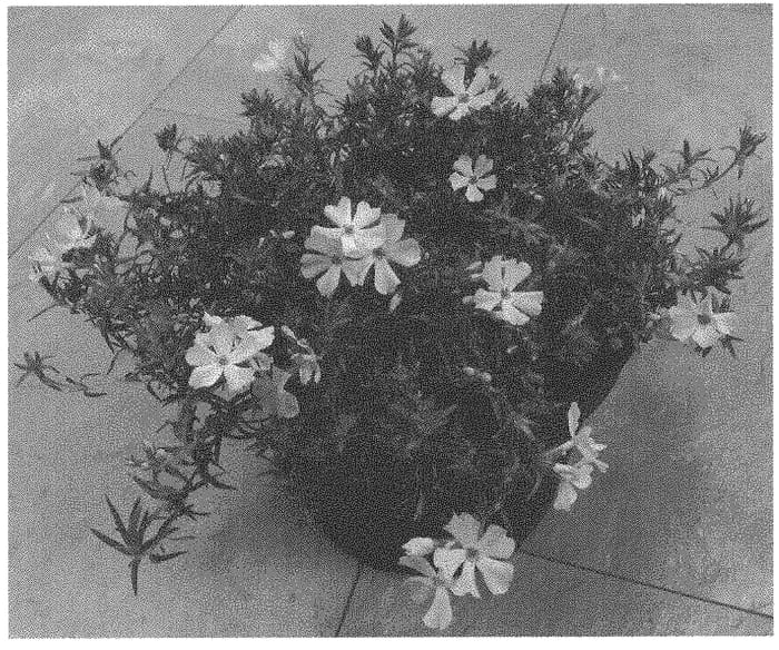 Figure 1 of US plant patent PP33678, the photograph of Dophlosprisopi printed in the patent.