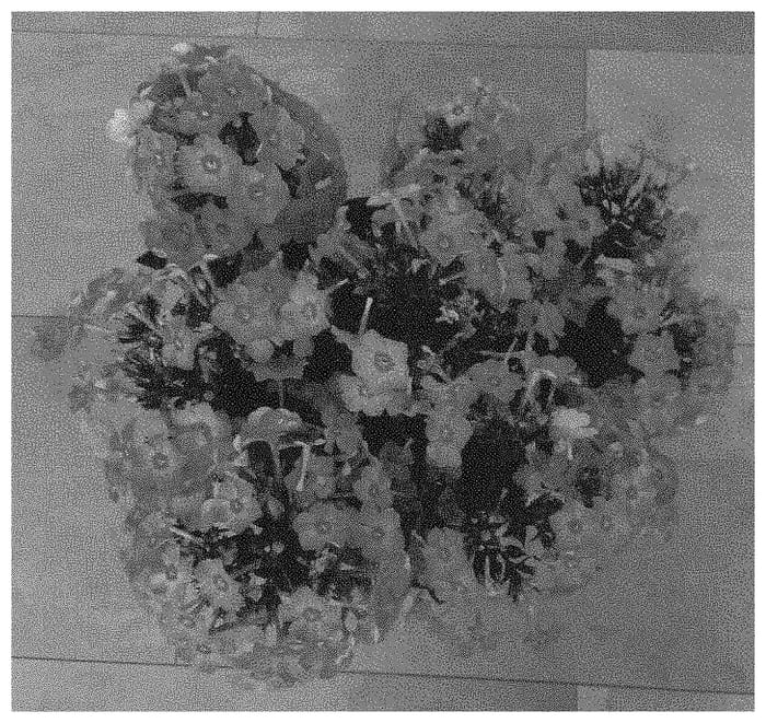 Figure 1 of US plant patent PP33679, the photograph of Dophloflapropipo printed in the patent.