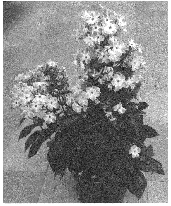 Figure 1 of US plant patent PP33680, the photograph of Dophlofalista printed in the patent.