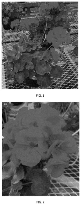 Figure 1 of US plant patent PP33681, the photograph of PEQZ0092 printed in the patent.
