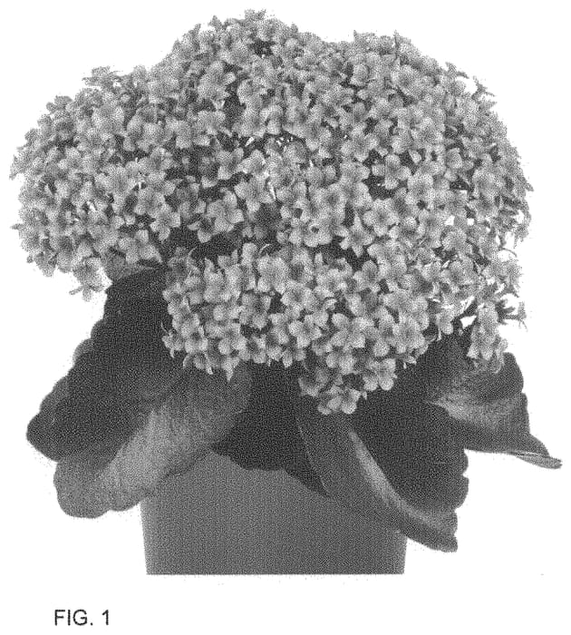 Figure 1 of US plant patent PP33682, the photograph of Dokalcasi printed in the patent.