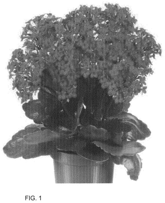 Figure 1 of US plant patent PP33683, the photograph of Dokalclas printed in the patent.