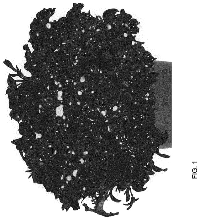 Figure 1 of US plant patent PP33684, the photograph of Dopetsuspabl printed in the patent.