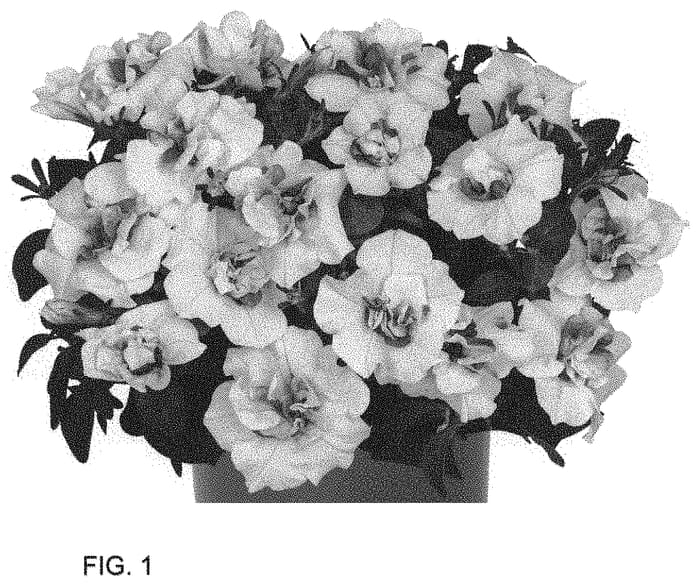 Figure 1 of US plant patent PP33685, the photograph of Dopetpinbel printed in the patent.
