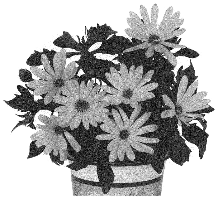 Figure 1 of US plant patent PP33686, the photograph of Doostmaryel 21 printed in the patent.
