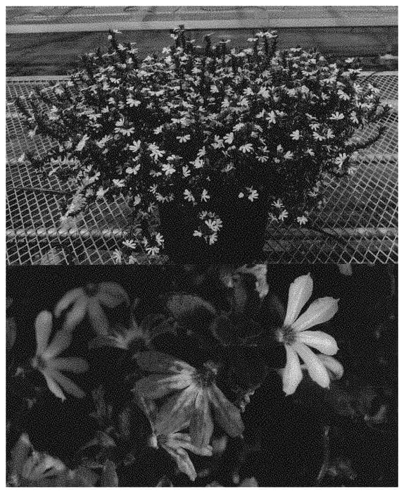 Figure 1 of US plant patent PP33687, the photograph of Bonsca 193 printed in the patent.