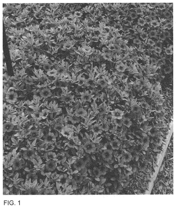 Figure 1 of US plant patent PP33688, the photograph of Docalblopu printed in the patent.