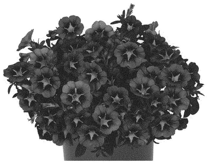 Figure 1 of US plant patent PP33689, the photograph of Docaltitob50 printed in the patent.