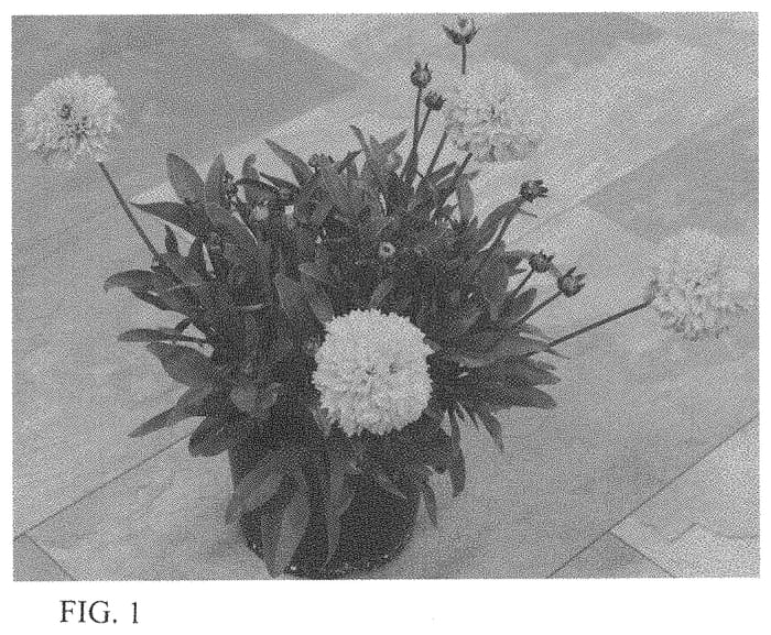Figure 1 of US plant patent PP33690, the photograph of Docormoswimp printed in the patent.
