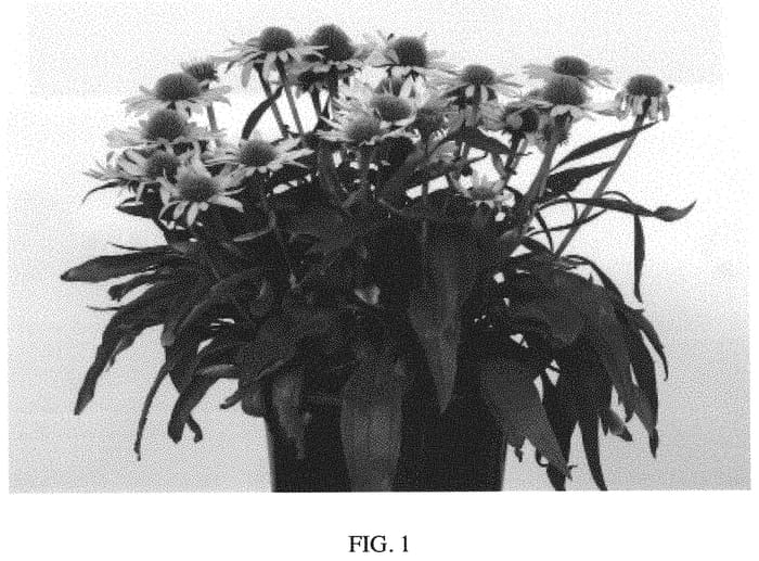 Figure 1 of US plant patent PP33691, the photograph of FOUNT546 printed in the patent.
