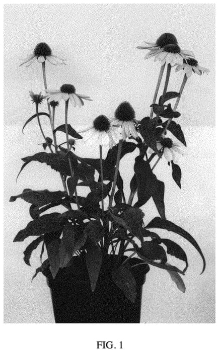 Figure 1 of US plant patent PP33692, the photograph of PIN449 printed in the patent.