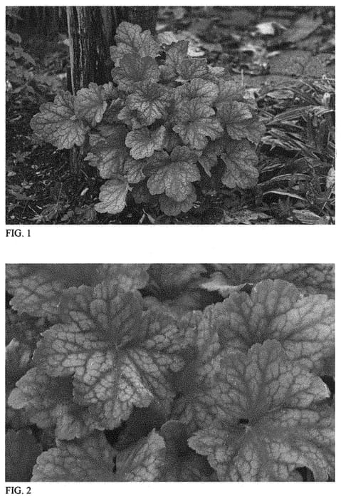 Figure 1 of US plant patent PP33694, the photograph of Toffee Tart printed in the patent.