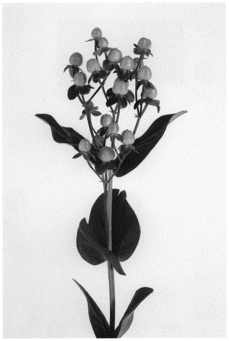 Figure 1 of US plant patent PP33695, the photograph of Allhykim printed in the patent.
